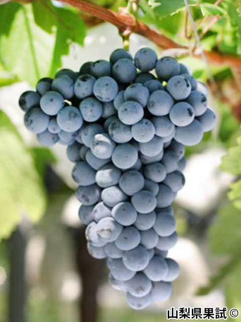 <span>R7R8ǯвʬ ڤ</span>ӥΥ<br>1,980ߡǹˡ