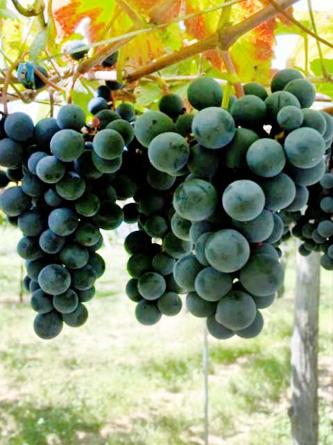 <span>R7R8ǯвʬ ڤ</span>٥꡼ꥫA<br>11,980ߡǹˡ