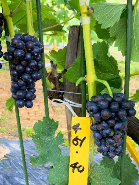 <span>R7R8ǯвʬ ڤ</span>顼<br>1,870ߡǹˡ