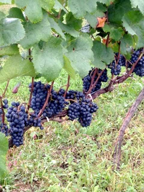 ĥȥ졼<br>11,870ߡǹˡ