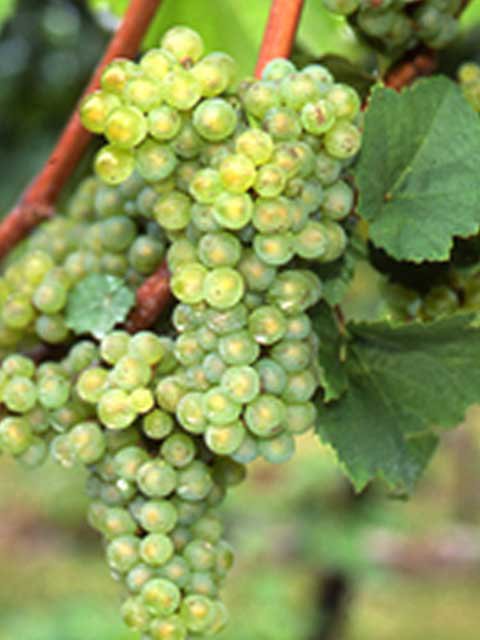 <span>R7R8ǯвʬ ڤ</span>꡼<br>11,980ߡǹˡ