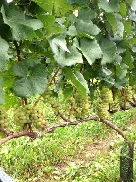 ԥΡ֥<br>11,870ߡǹˡ