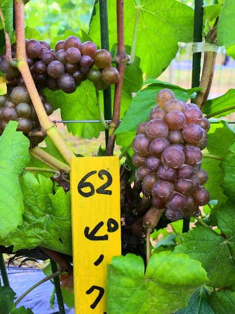 <span>R7R8ǯвʬ ڤ</span>ԥΡ<br>11,870ߡǹˡ