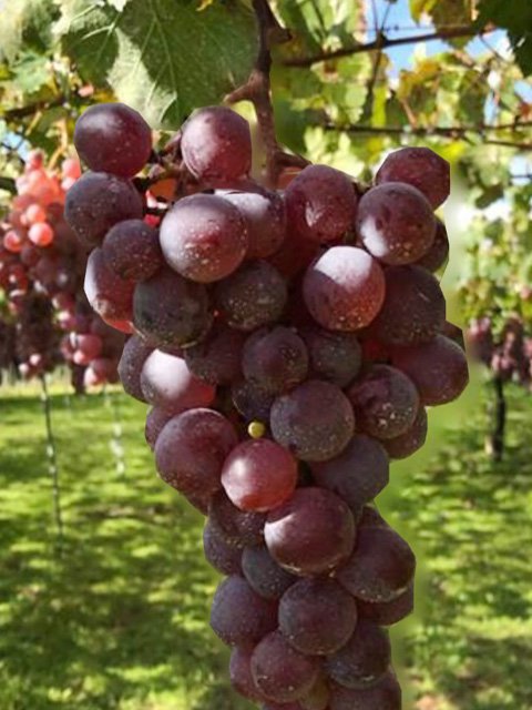 ζ[夦]<br>1,870ߡǹˡ