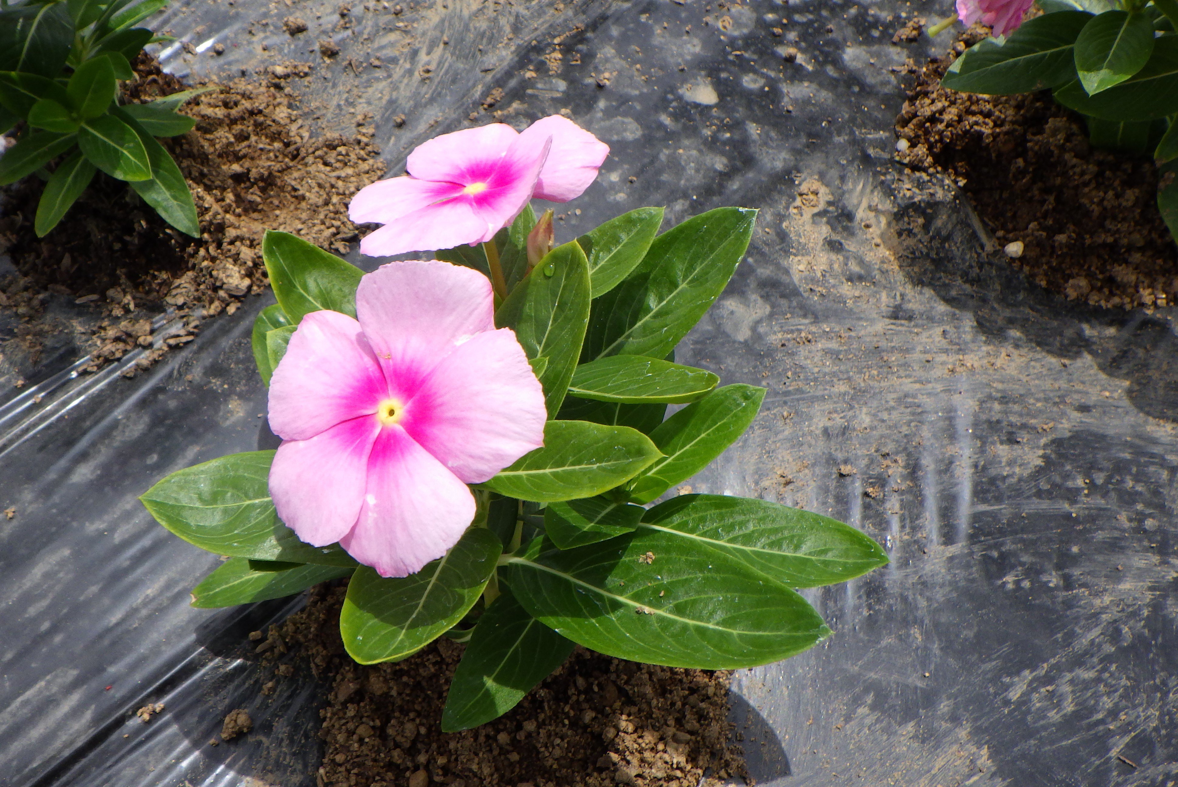 ���ſ���2023������