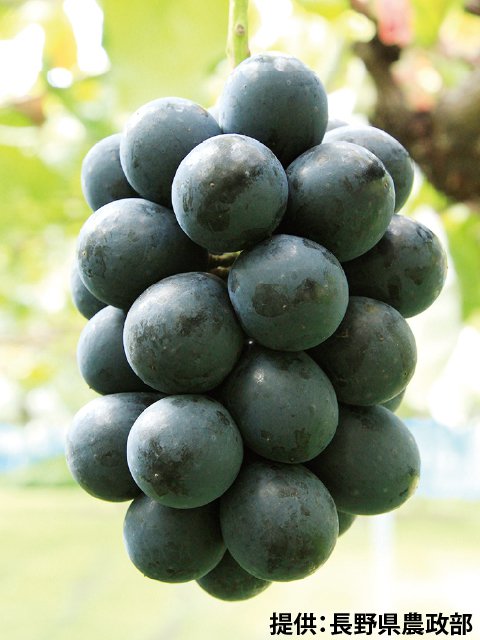 <span>R7R8ǯвʬ </span>ʥΥѡץ<br>13,960ߡǹˡ