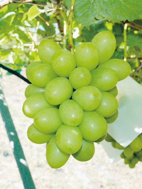 奨ޥå<br>14,400ߡǹˡ