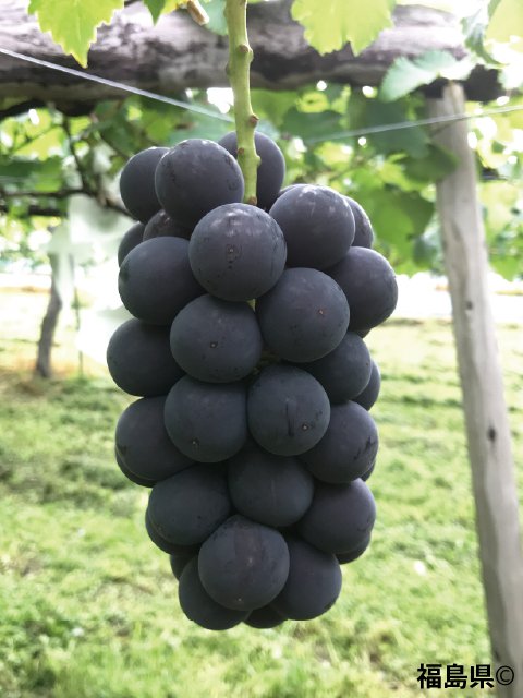  <span>R7R8ǯвʬڤ</span>Ťޤ<br>13300ߡǹˡ