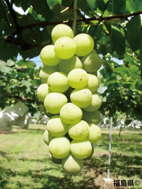 <span>R7R8ǯвʬ ڤ</span>դ<br>13,300ߡǹˡ