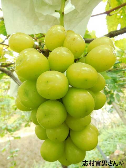 <span>R7ǯRǯвʬڤ</span>ŷ [äѤ]<br>14,400ߡǹˡ