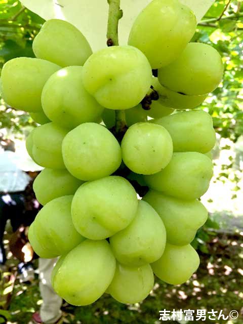 <span>R7ǯRǯвʬڤ</span>ͺ [椦ۤ]<br>14,400ߡǹˡ