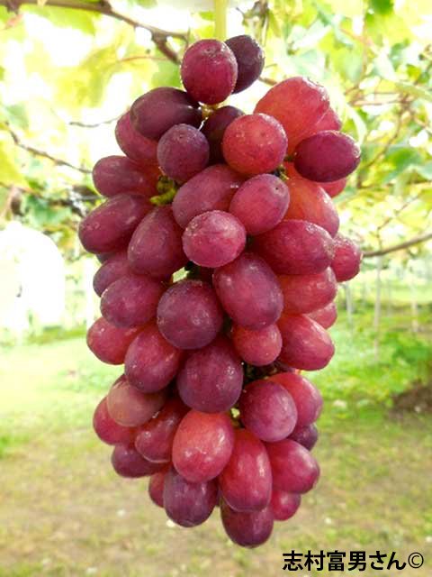 <span>R7ǯRǯвʬڤ</span>󥻥֥<br>14,400ߡǹˡ