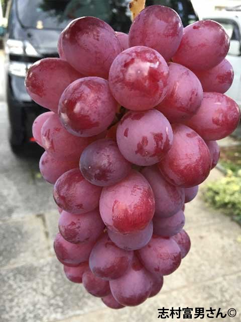 <span> R7R8ǯвʬڤ</span>ȥԡ<br>14,400ߡǹˡ