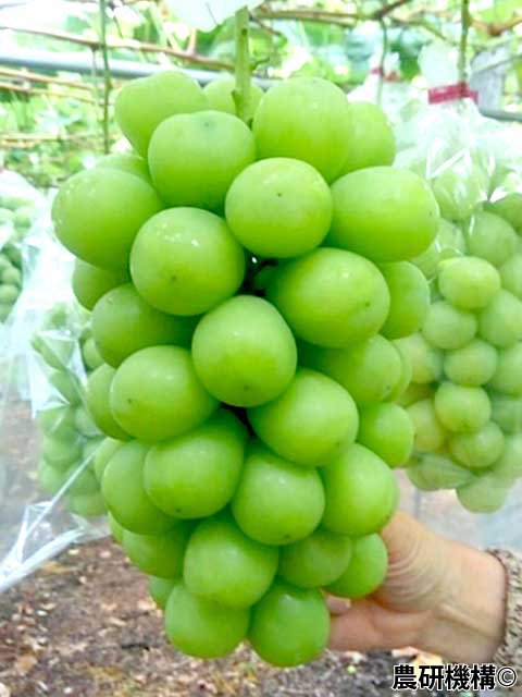 <span></span>㥤ޥå <br>13,630ߡǹˡ