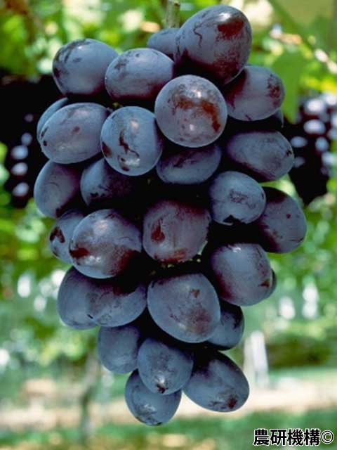 <span></span>ꥨ󥿥륹<br>3,300ߡǹˡ