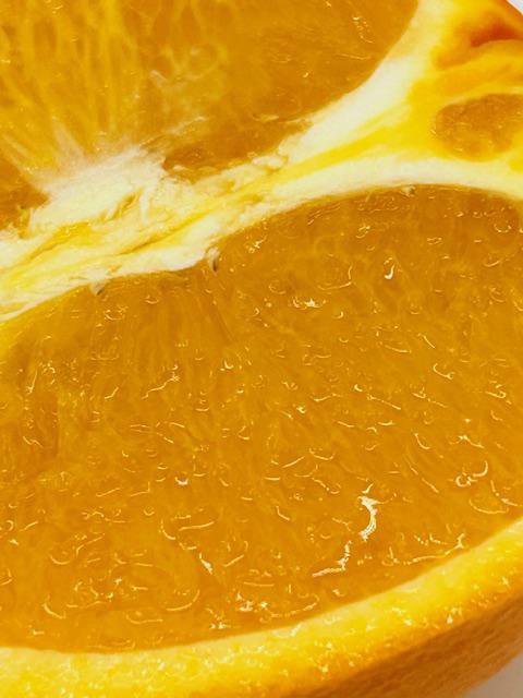 �ڤˤ��ˤ��ե롼�����ŵ�ۥǥ�å���͡��֥롧�̿�