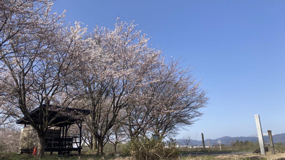 最上川桜遊覧2日目　　　令和6年4月13日(土）：画像