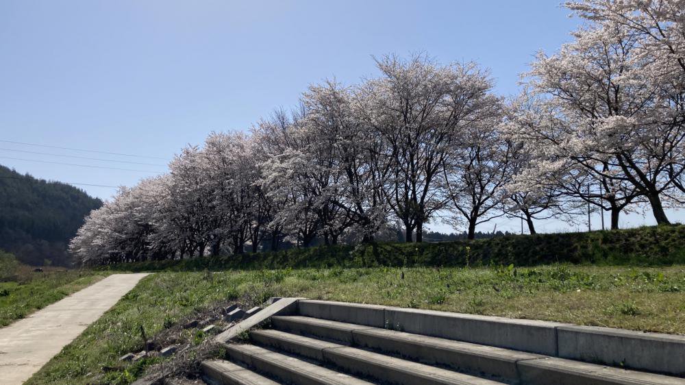 最上川桜遊覧　最終日　令和6年4月15日(月）：画像