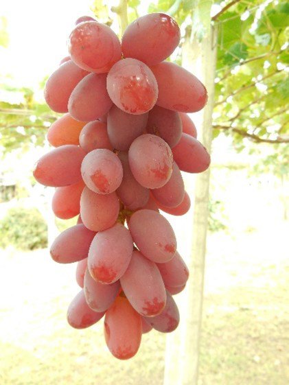 ޥɥʤ<br>222,000ߡǹˡ