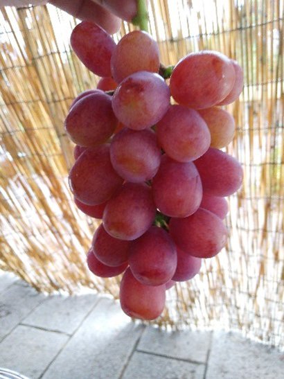 <span>R7R8ǯвʬ ڤ</span>ޥå<br>222,000ߡǹˡ