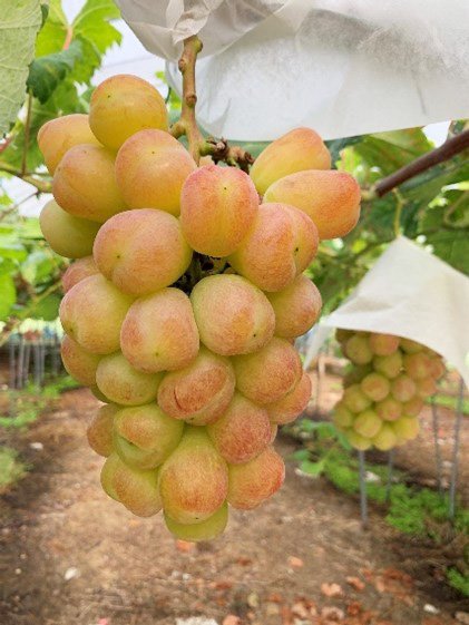 ۤۤ<br>227,500ߡǹˡ