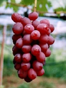 <span>R7R8ǯвʬ ڤ</span>٥˥Х顼<br>14.400ߡǹˡ