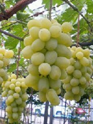 <span>R7Rǯвʬ.ڤ</span>ǥޡ<br>14,400ߡǹˡ