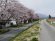 満開まで間もなく！最上川桜遊覧運航しています。：画像