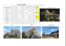 4月14日桜開花情報：画像