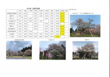 4月16日桜開花情報：画像