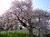 おきたまの桜、満開です　(^o^)／：画像