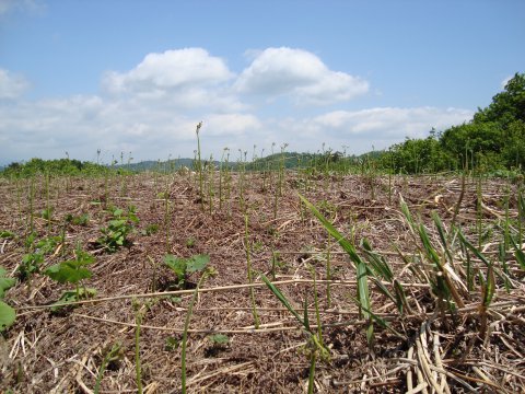 山形県 飯豊町 中津川 わらび園開園!:画像