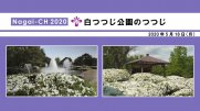 【長井市】白つつじ公園のつつじ（令和2年5月18日）：画像