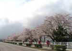 【降ったり吹いたり〜雨風の中でも桜はきれいです】：画像