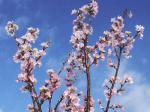【一足早い春を〜冬の桜『啓翁桜』】：画像