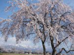 【今年も桜に会いに来てくださいね〜置賜さくら回廊＜予告＞】：画像