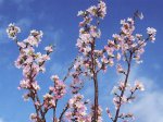 【春を告げる “啓翁桜” 】：画像