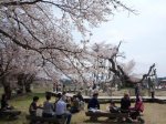 【桜の名所を繋ぐ　置賜さくら回廊 ≪予告≫】：画像