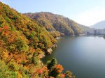 【長井ダムの紅葉が見頃です】：画像