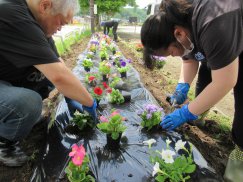 鮭川村ボランティアサークル「SAKEKKO」による『花いっぱい運動』花壇整備！：画像