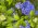里山日記･･･梅雨開けしてからの紫陽花：画像