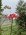 里山日記･･･朝靄の彼岸花と、つやつやのドングリ：画像
