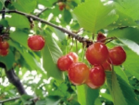 山辺町:Photo8