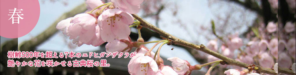 樹齢500年を超える6本のエドヒガンザクラが艶やかな花を咲かせる古典桜の里。