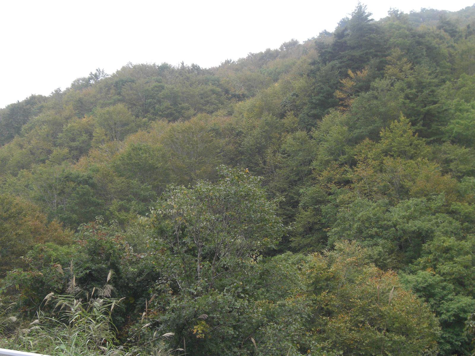 ơιդϾĿʤࡦ2010
