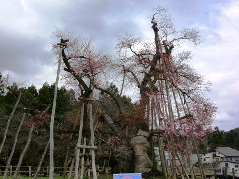久保桜情報　４/２８：画像