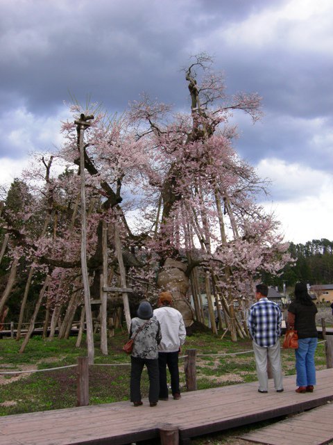 久保桜情報　５/２：画像