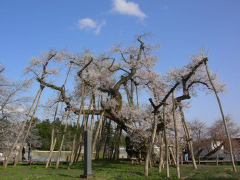 久保桜情報　５/４：画像