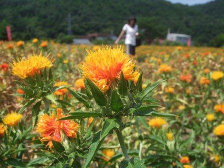 花ウォーク　紅花コース開催　～とても暑かった･･･(+_+)：画像