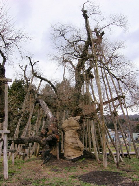 久保桜情報　4・22：画像
